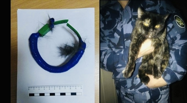 Cezaevine uyuşturucu taşıyan kedi yakalandı
